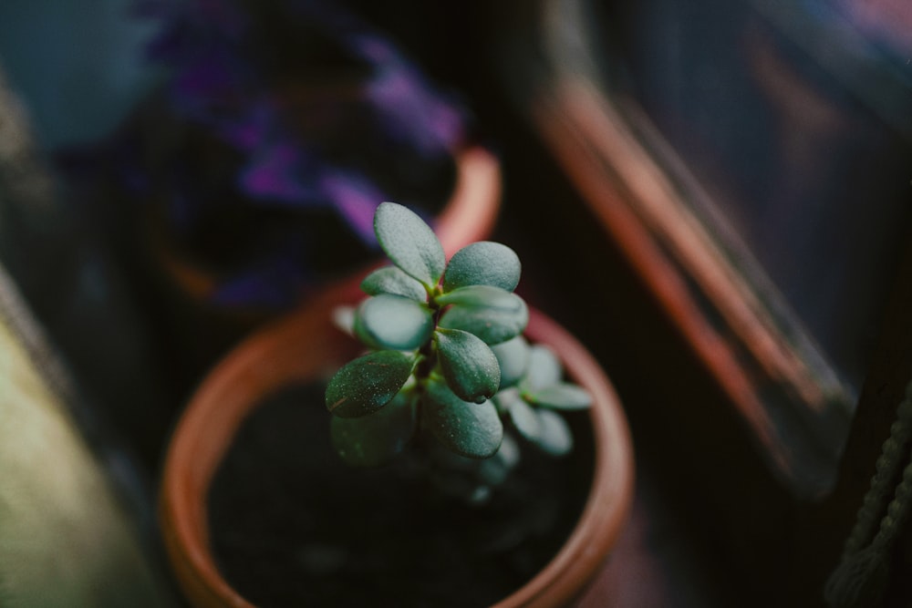 a small green plant in a brown pot