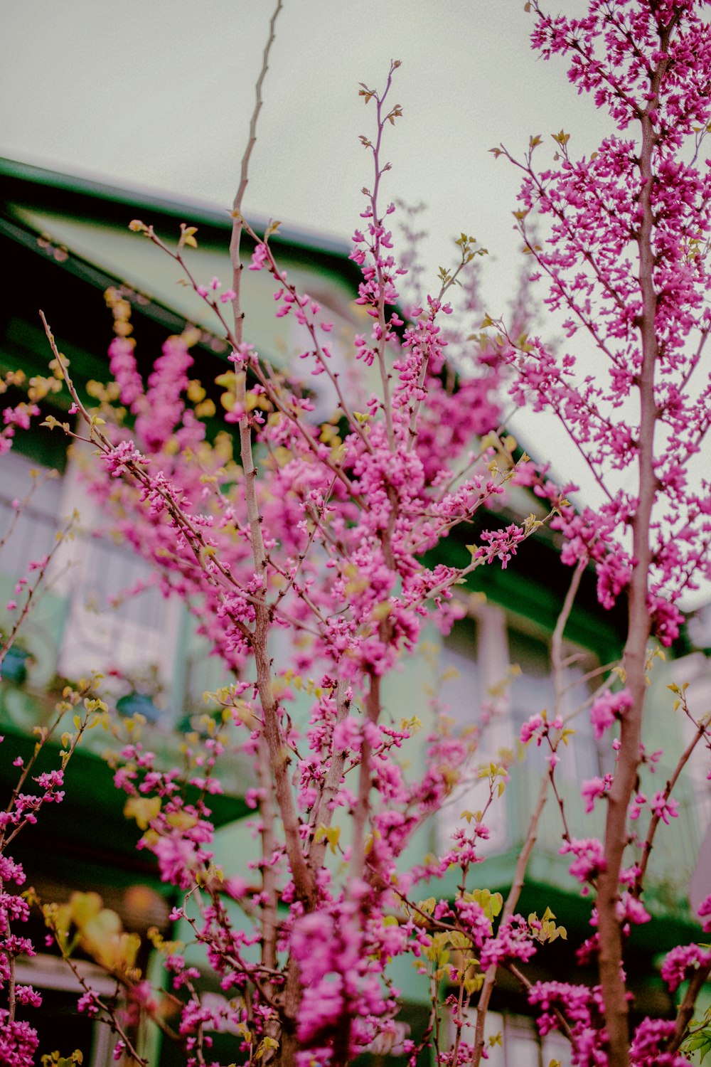 a tree with pink flowers in front of a house