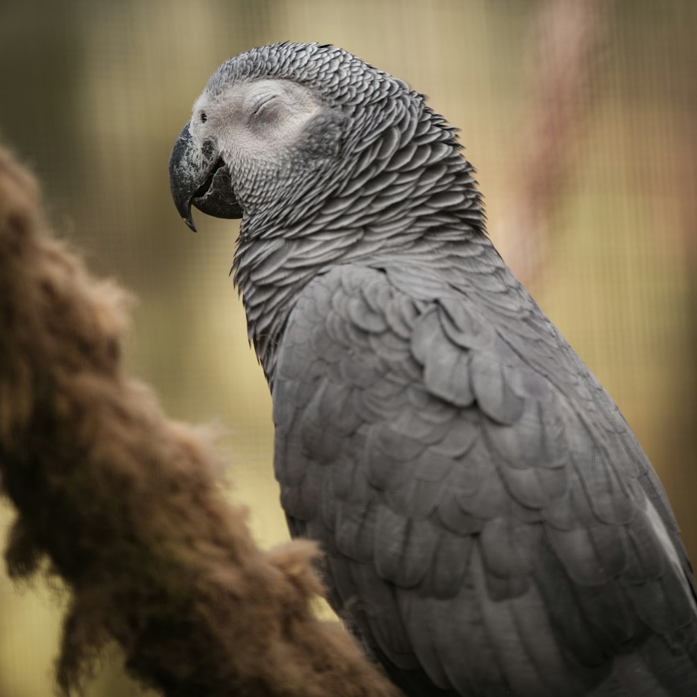 a close up of a bird on a tree branch