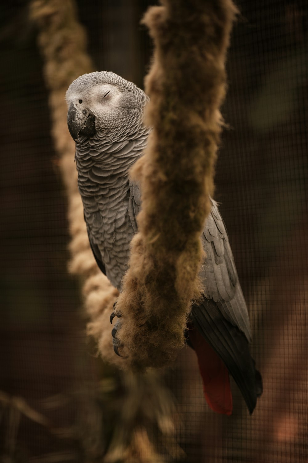 a parrot perched on a tree branch in a cage