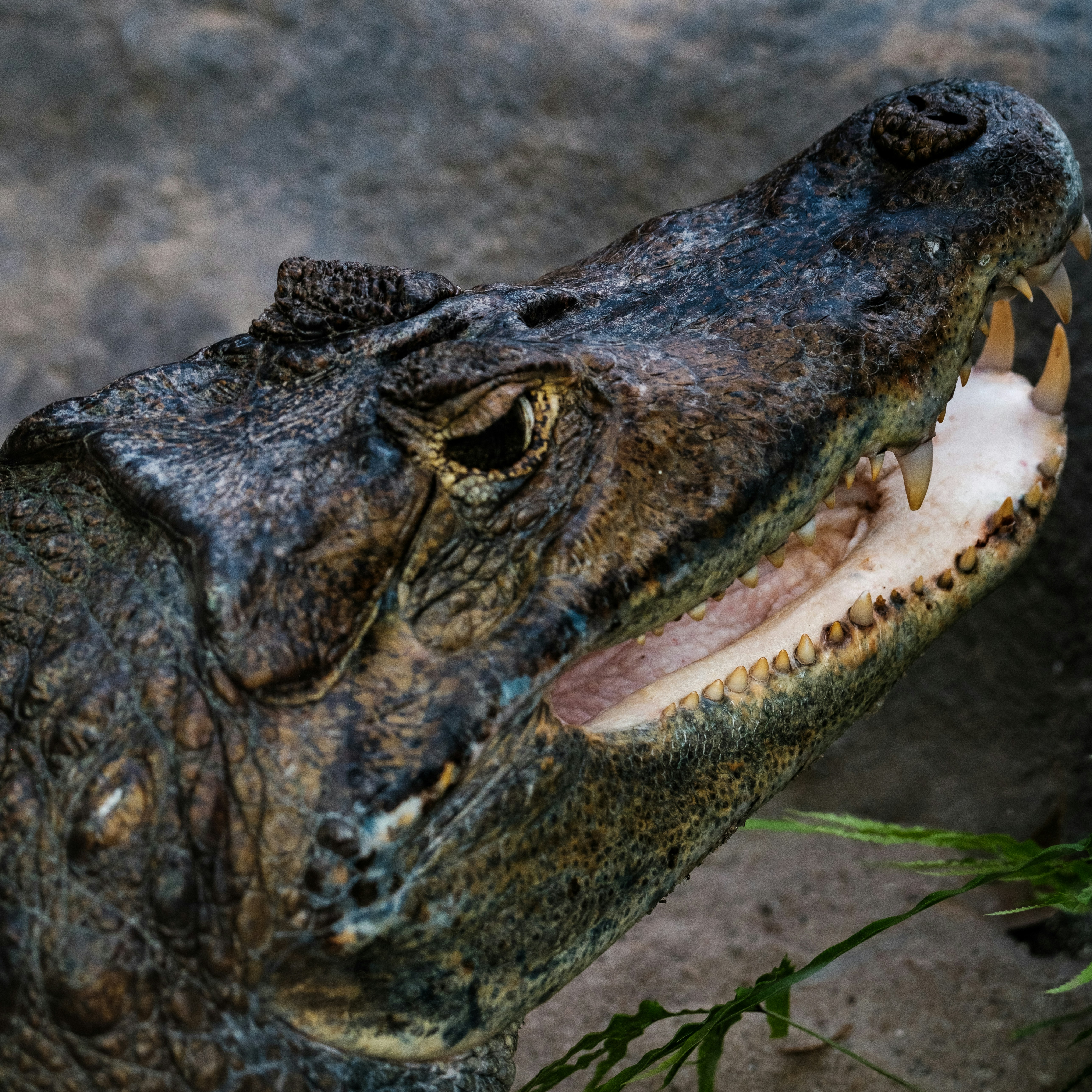 Photo by haberdoedas2