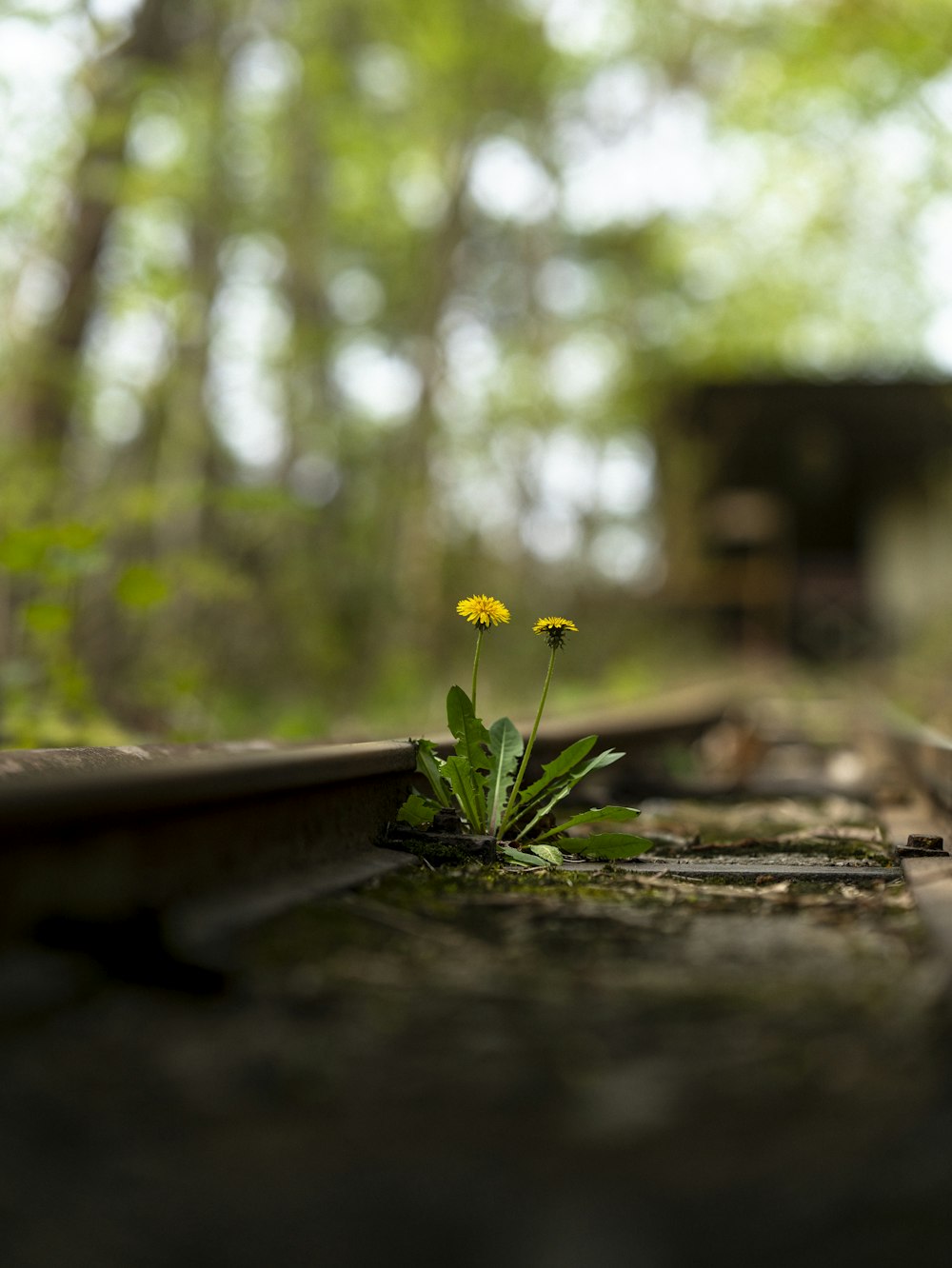 a small yellow flower is growing out of a train track