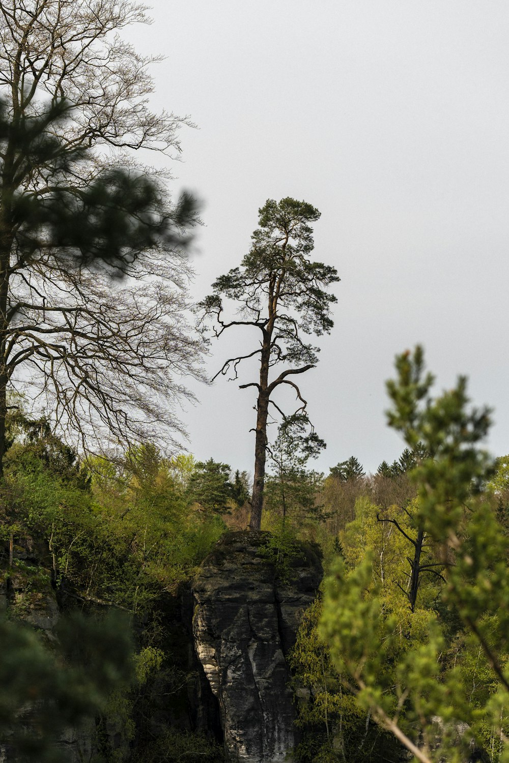 a couple of trees standing on top of a cliff