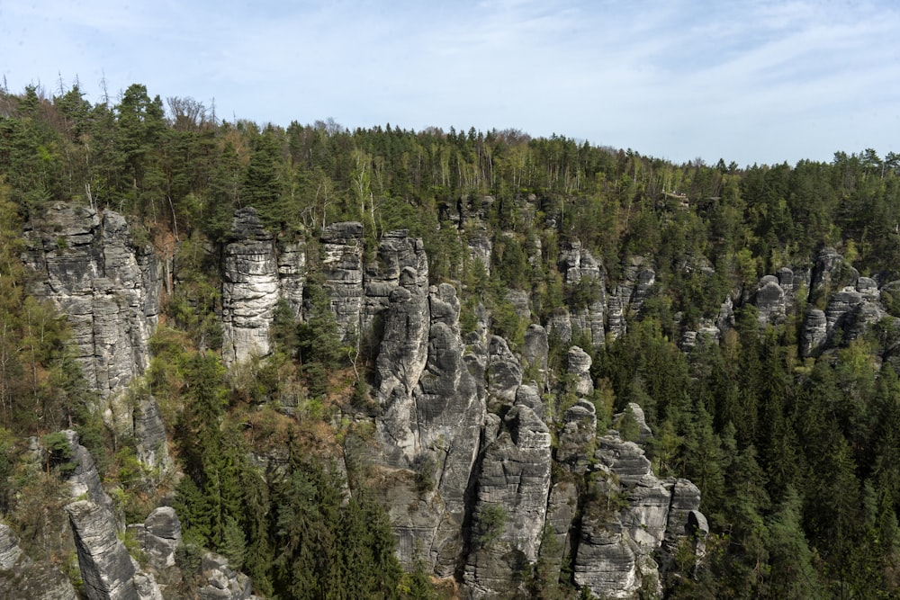 a group of rocks in the middle of a forest