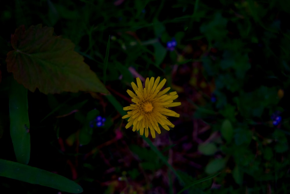 a yellow flower sitting in the middle of a field