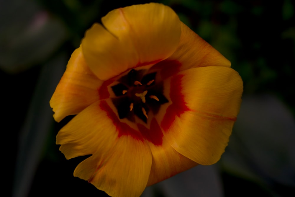 a close up of a yellow flower with a red center