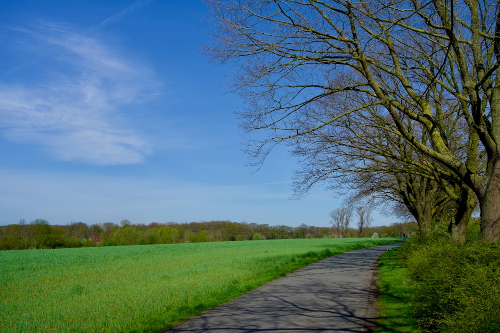 una strada con un albero sul lato