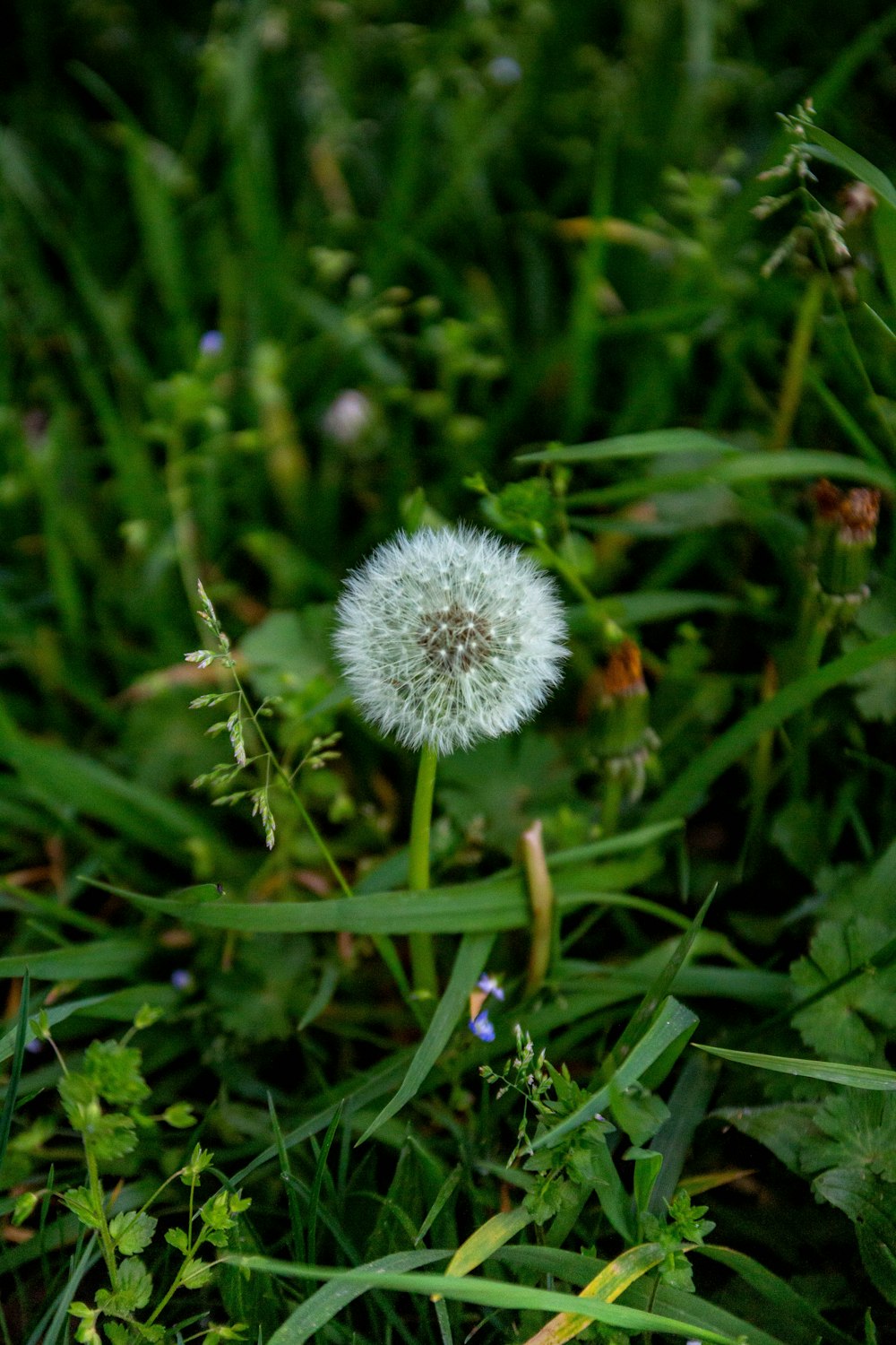 a dandelion in the middle of a field of grass