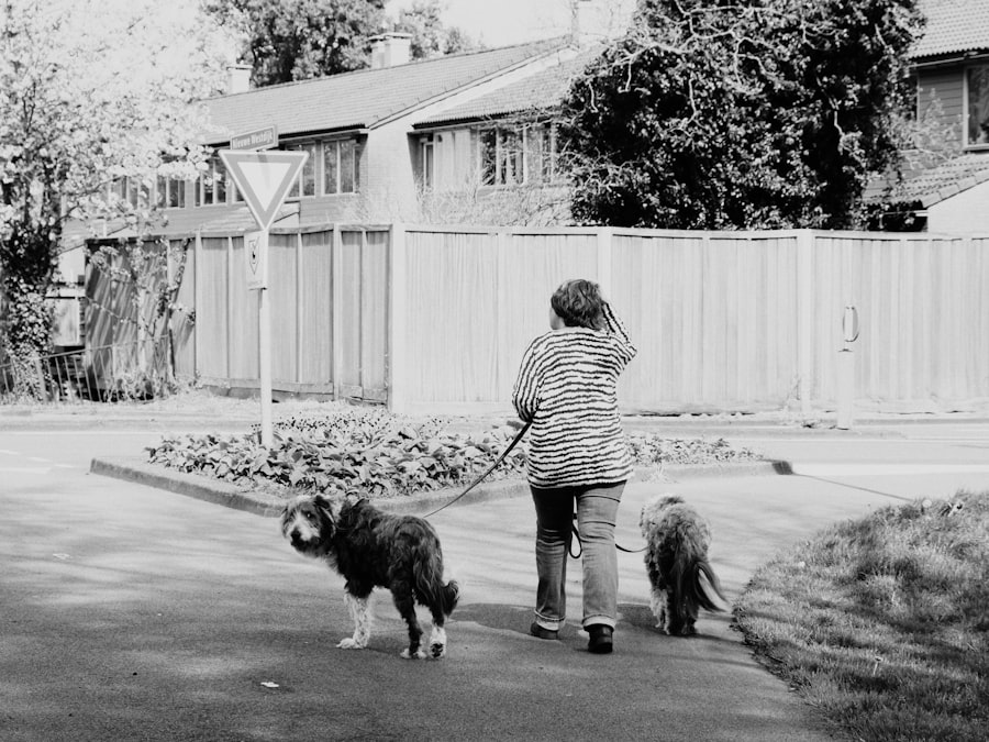 Woman walking two dogs on a leash during a shaded summer walk