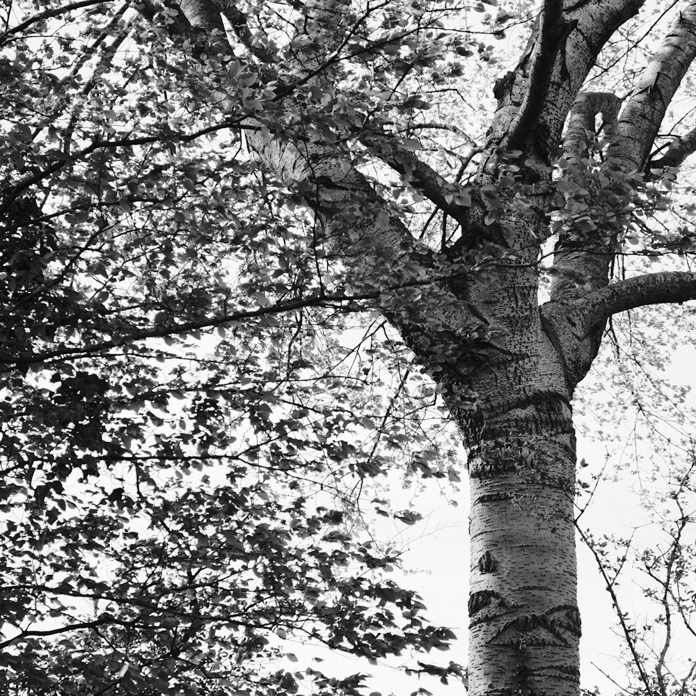 a black and white photo of a tree