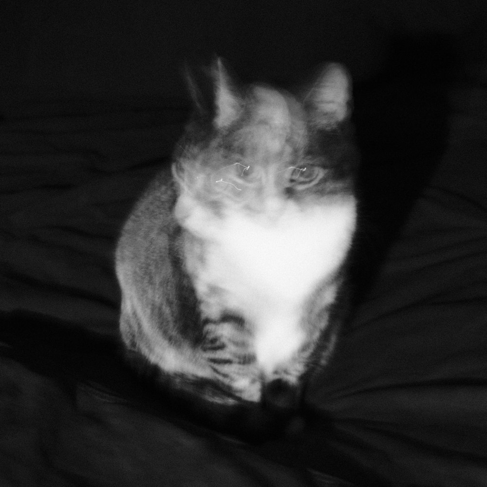 a black and white photo of a cat on a bed