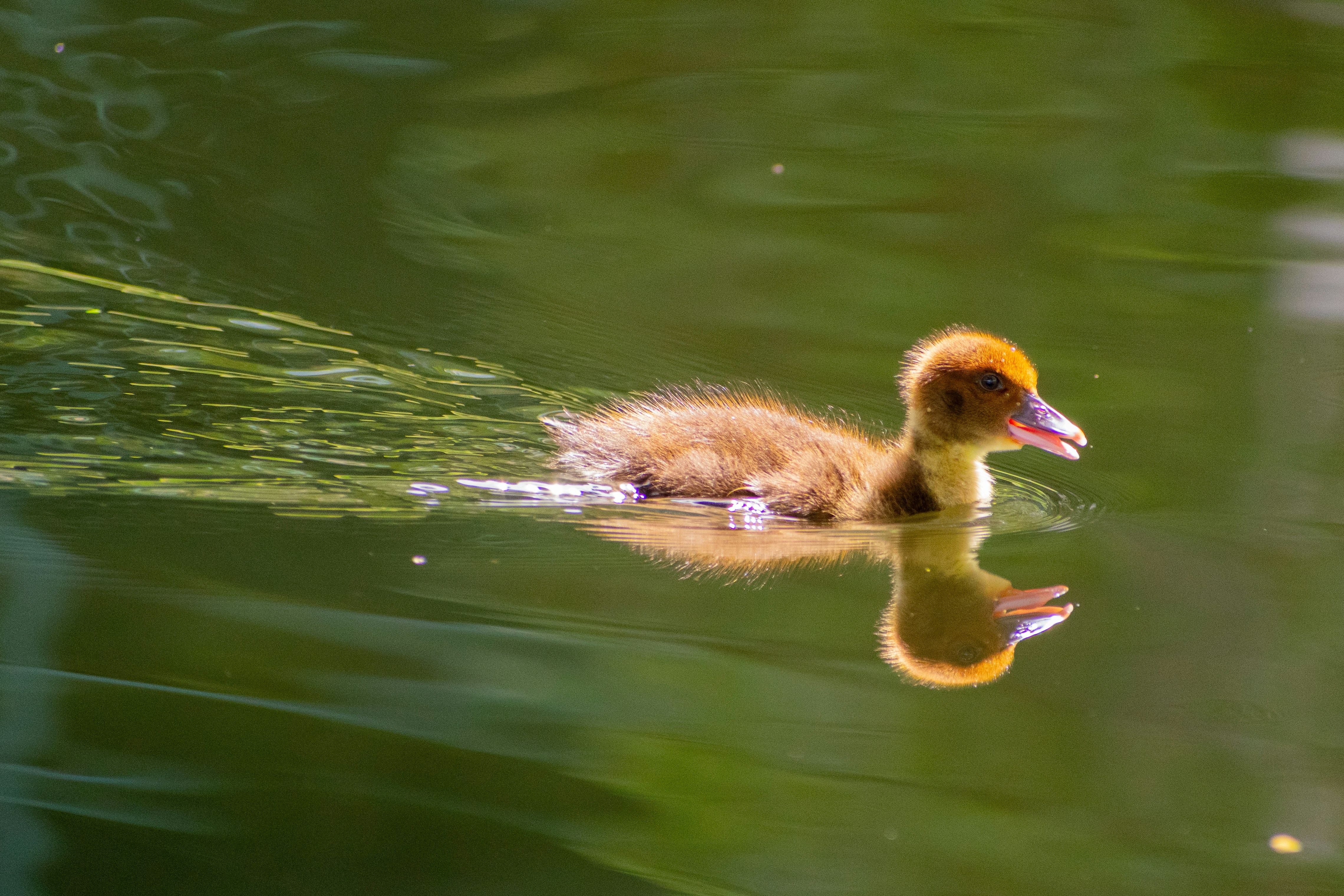 Photo by probablyrobin