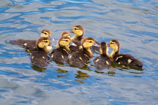 a group of ducks floating on top of a body of water