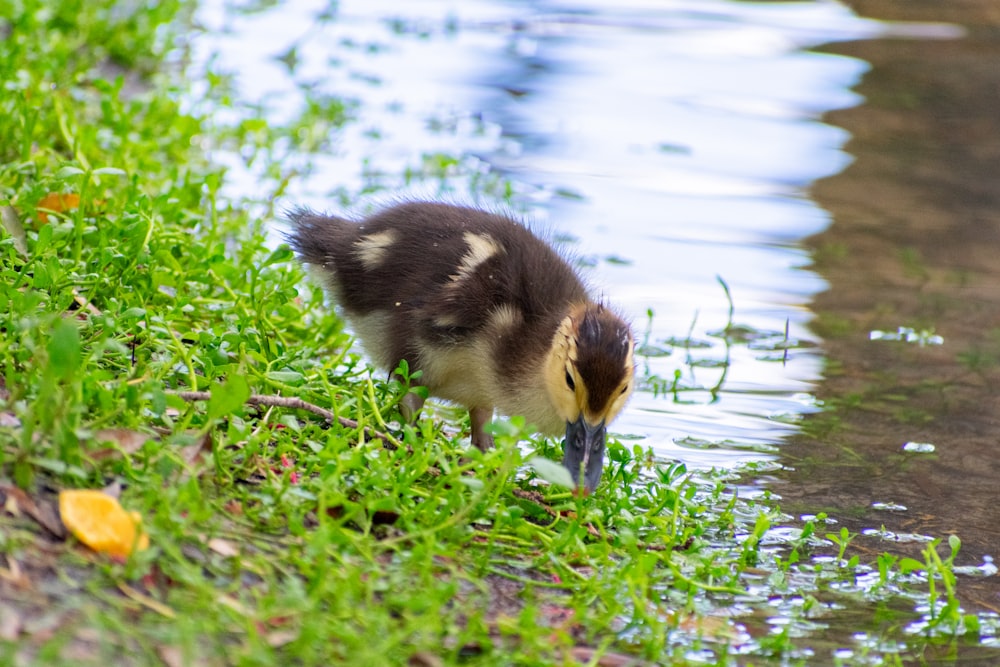 a duckling is standing in the grass by the water