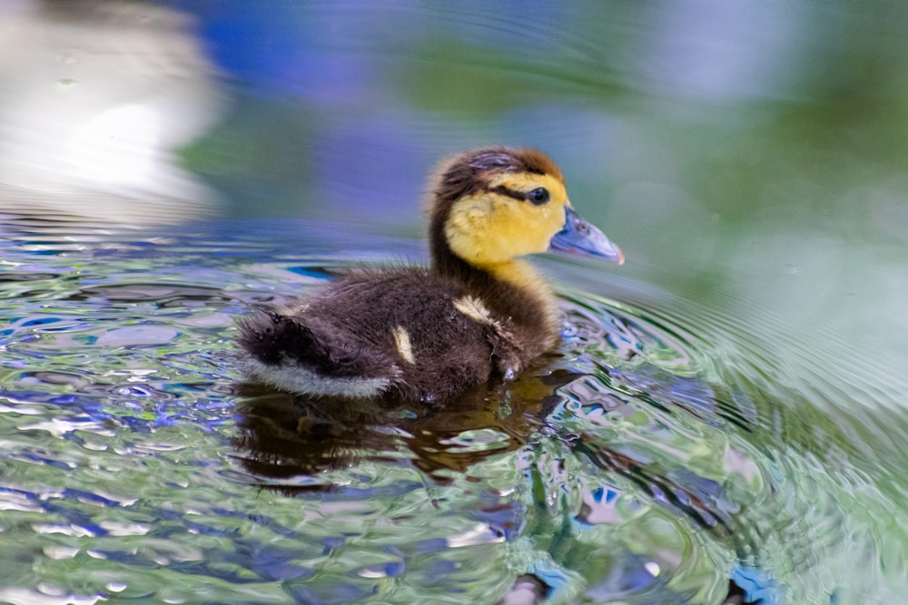 a duckling swims in a pond of water