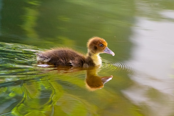 A duck floating on top of a body of water
