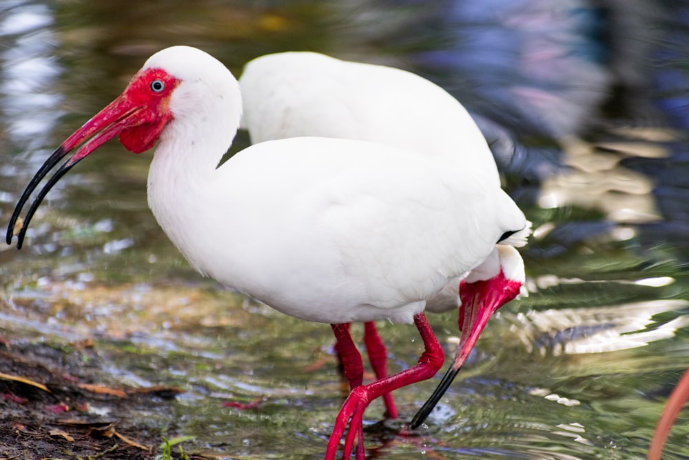 a couple of white birds standing on top of a body of water