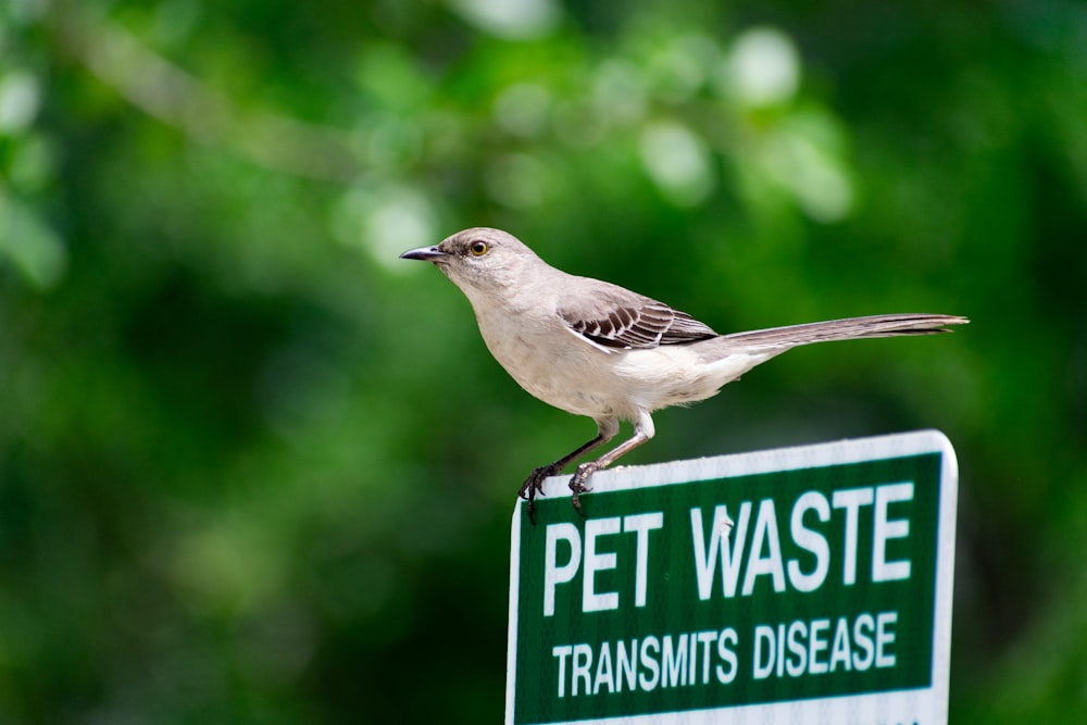 a bird sitting on top of a pet waste sign