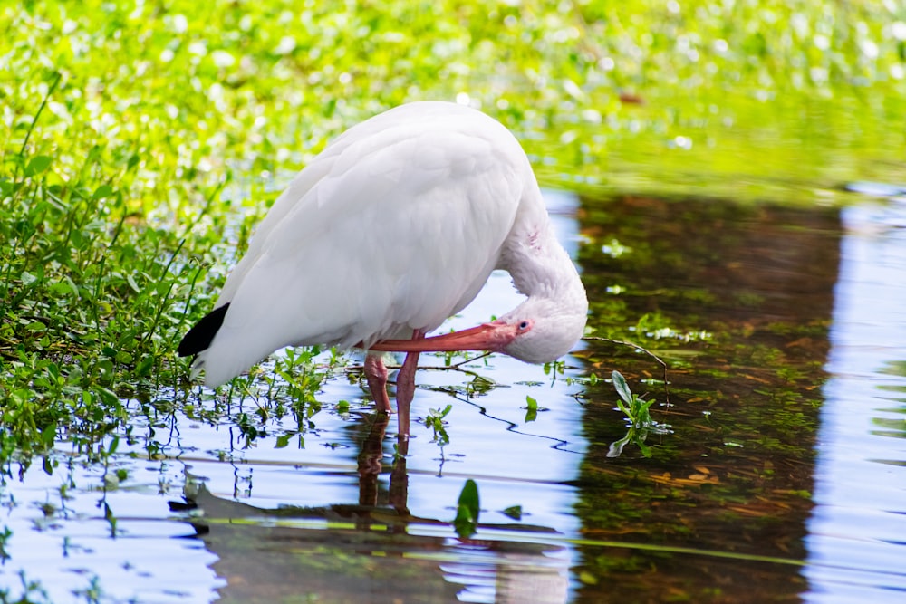 a white bird with its head in the water
