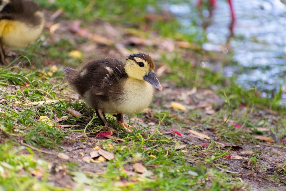 a couple of ducks standing on top of a grass covered field