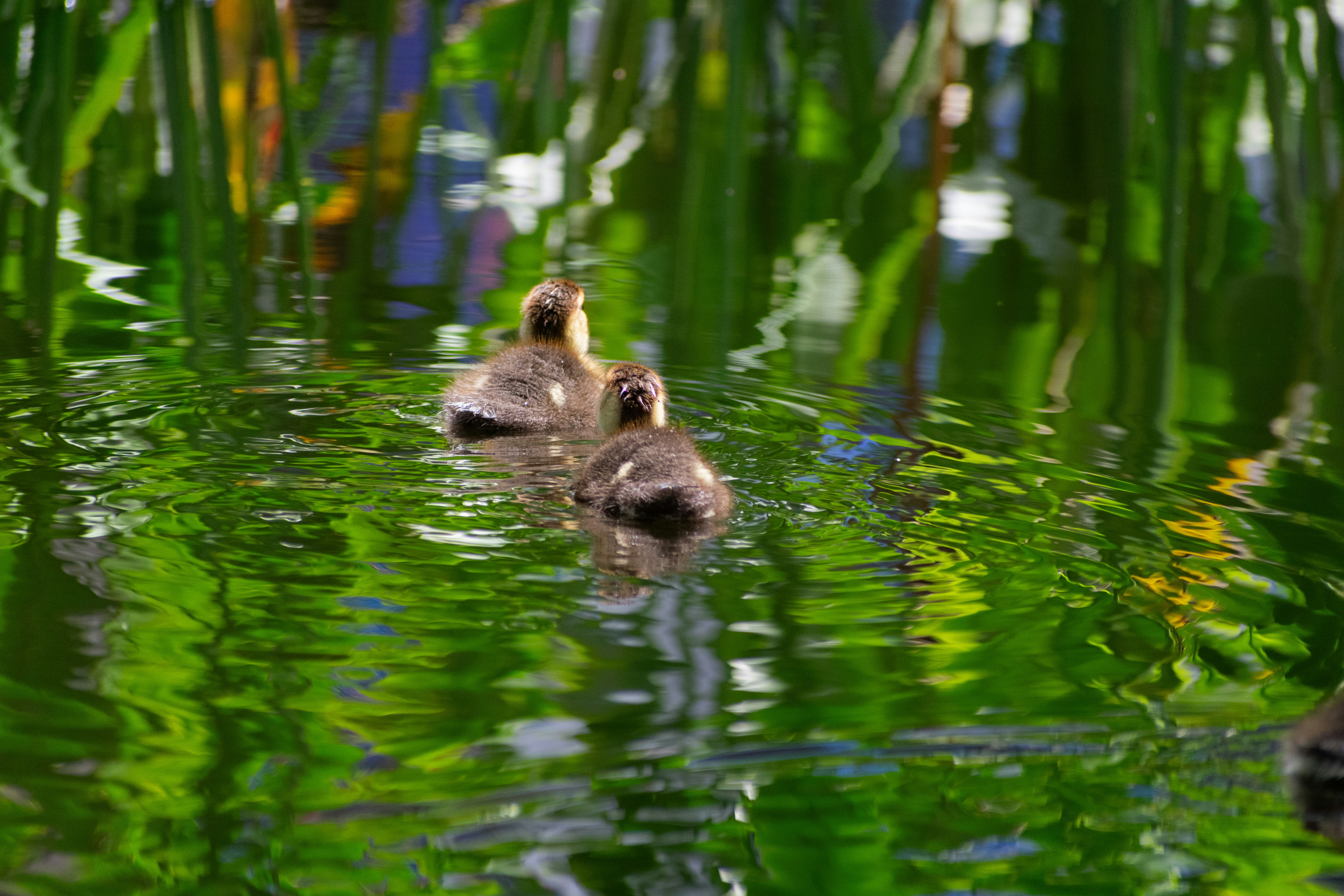 Photo by probablyrobin