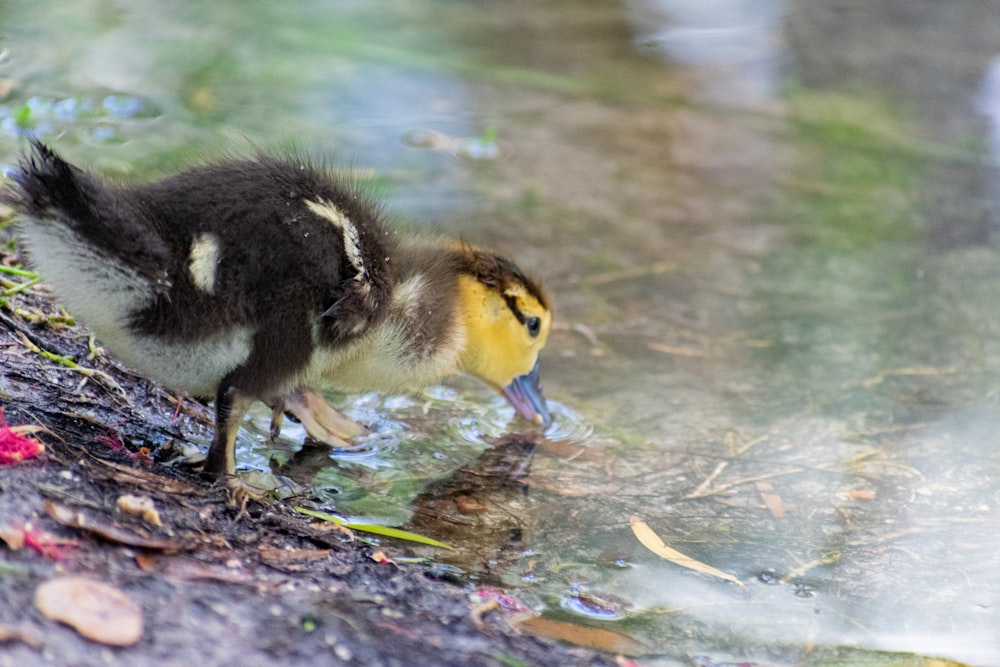 a duckling is standing in a puddle of water