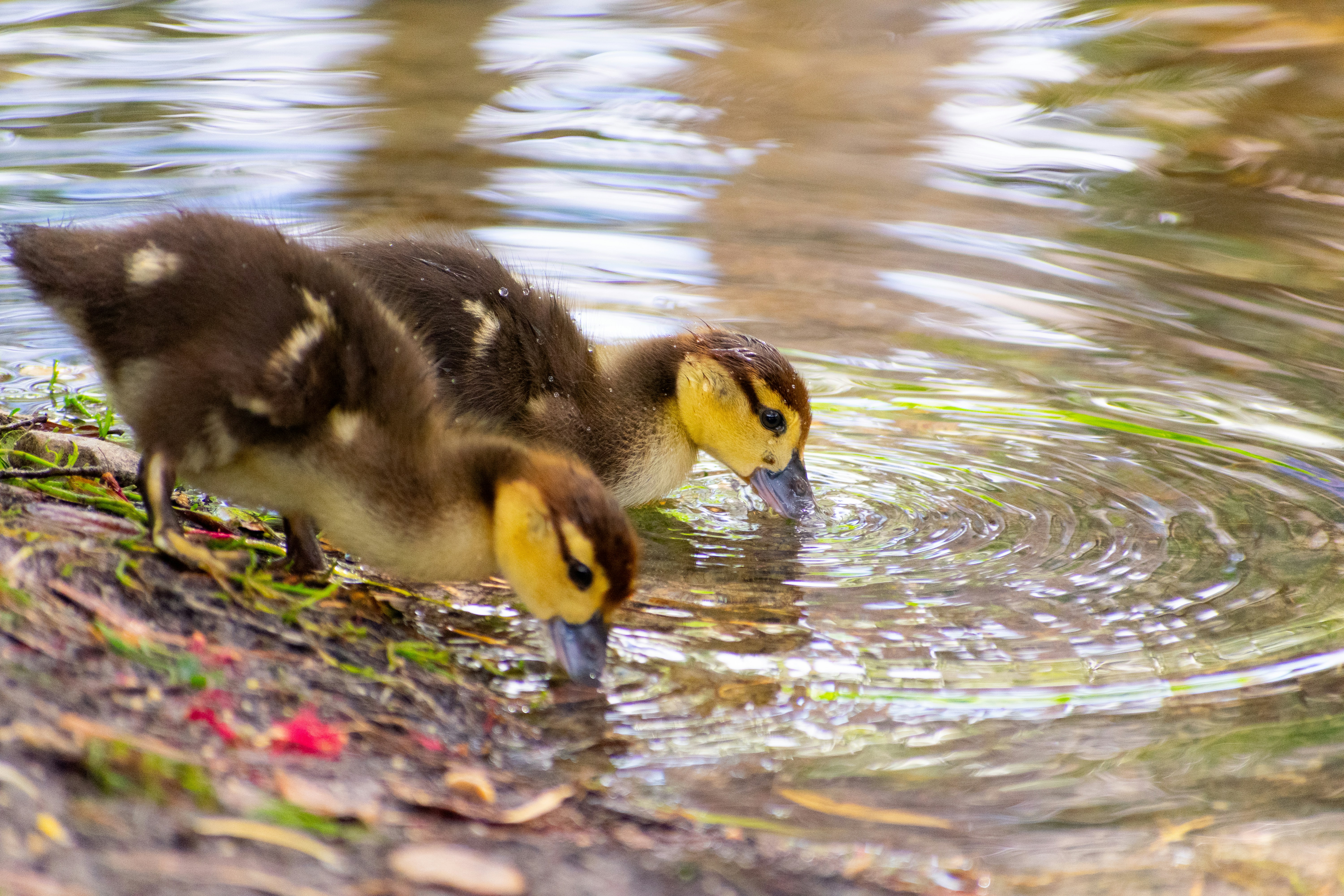 Photo by probablyrobin