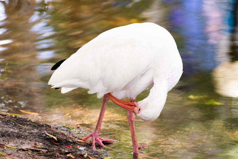 a white bird with a red beak standing in water