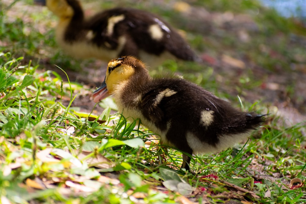 a couple of ducks standing on top of a lush green field