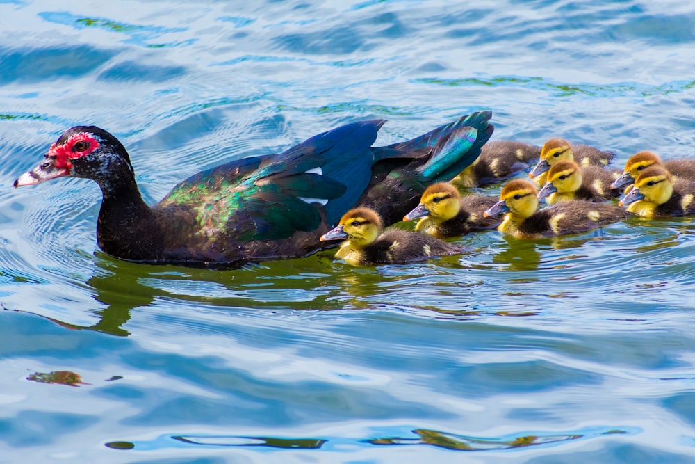 a mother duck with her ducklings in the water