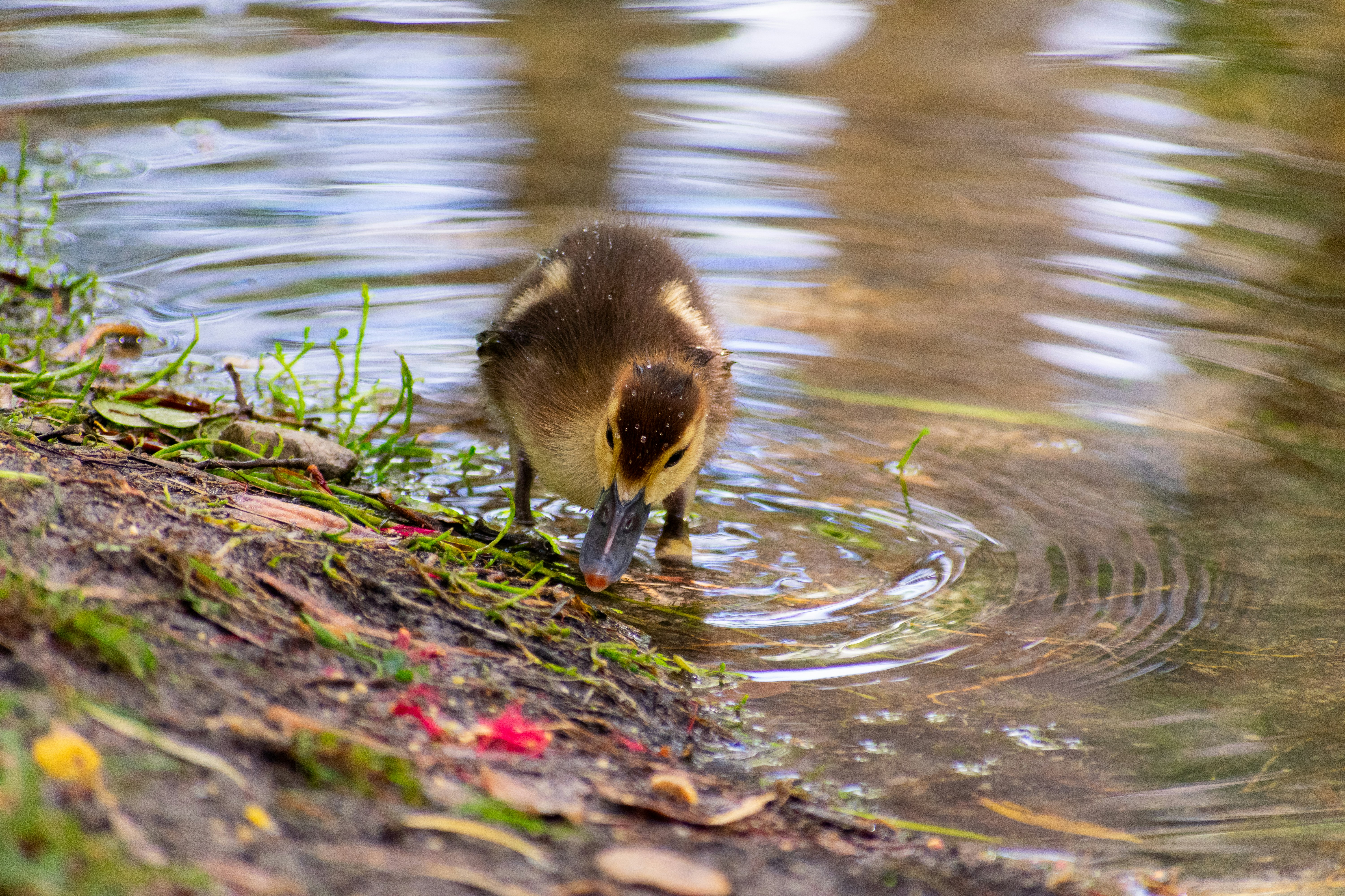 Photo by probablyrobin