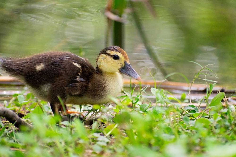 a duck standing on top of a lush green field