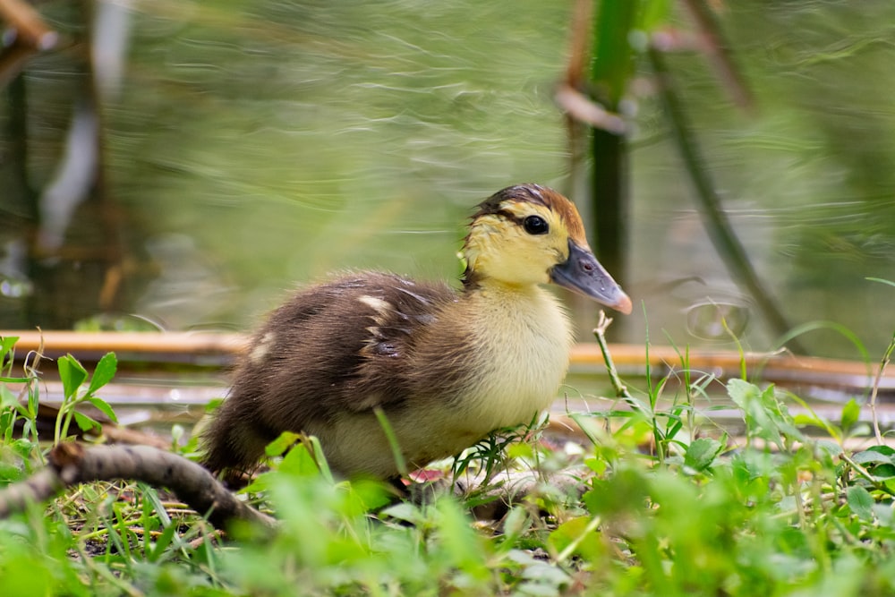 a duck standing in the grass next to a body of water