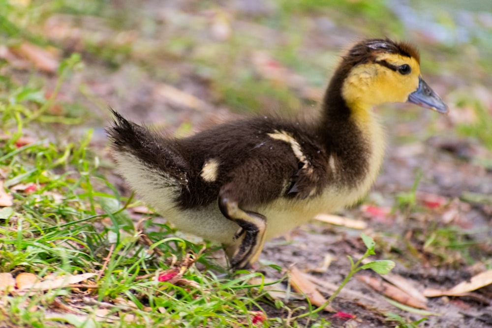 a duckling is walking in the grass
