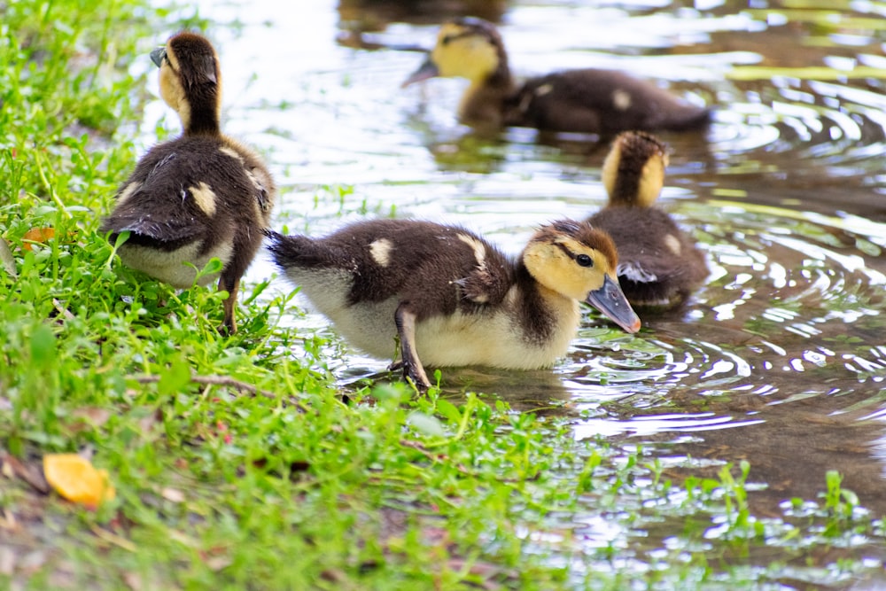 a group of ducks are swimming in a pond