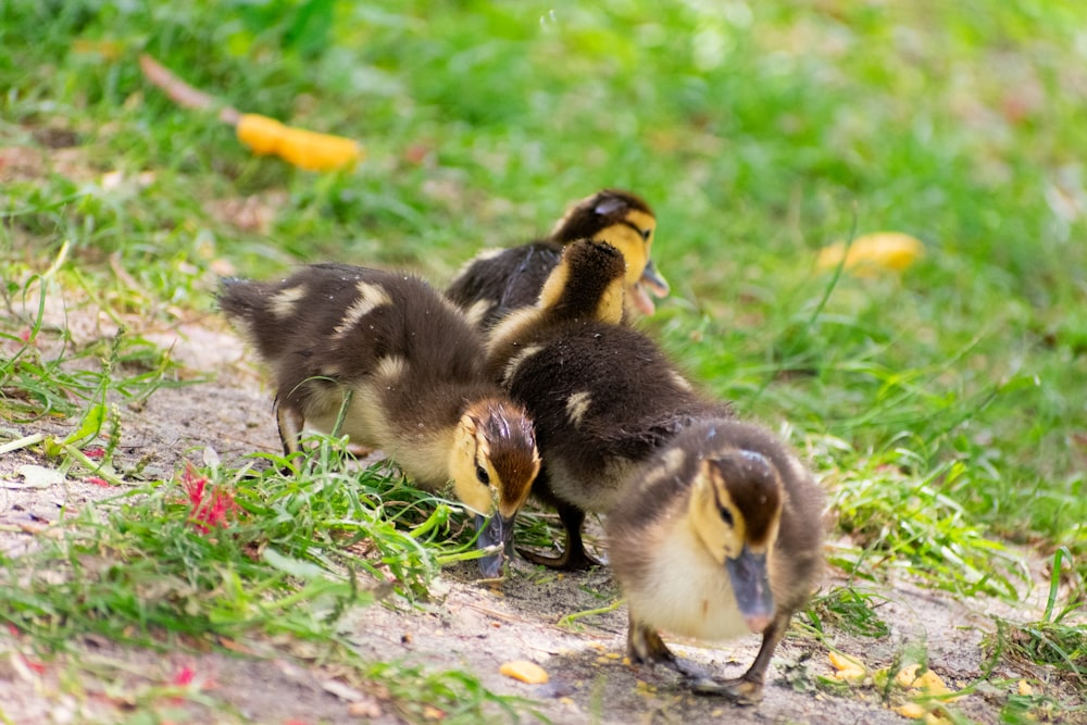 a group of ducks walking across a grass covered field
