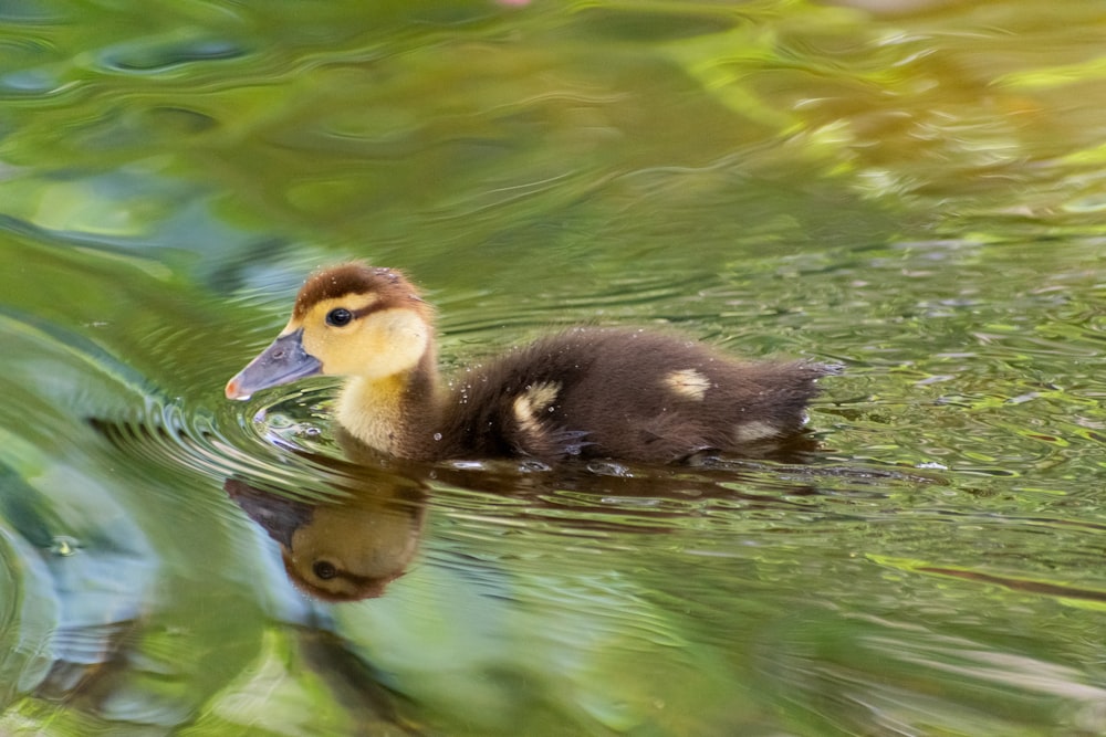 a duck floating on top of a body of water