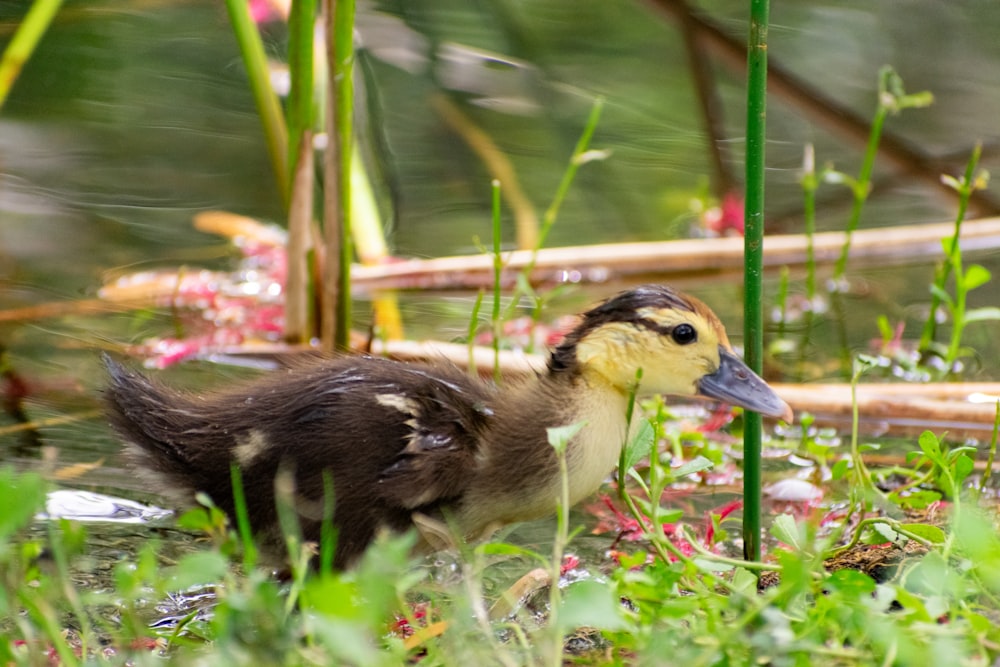 a duck in the grass near a pond