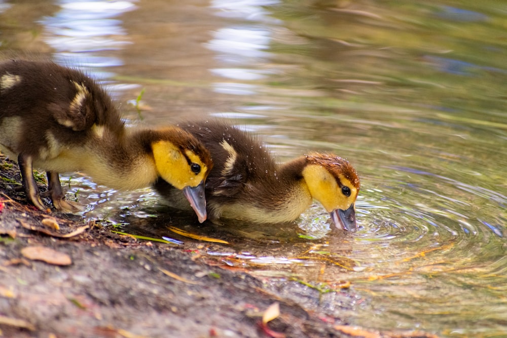 a couple of ducks that are in the water