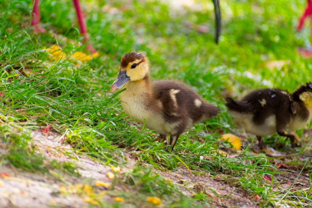 a couple of ducks standing on top of a lush green field