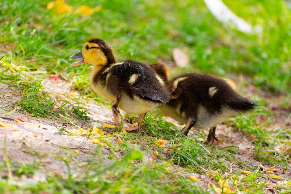 a couple of small ducks standing on top of a grass covered field