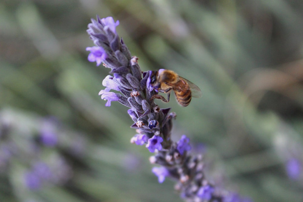 a bee sitting on top of a purple flower