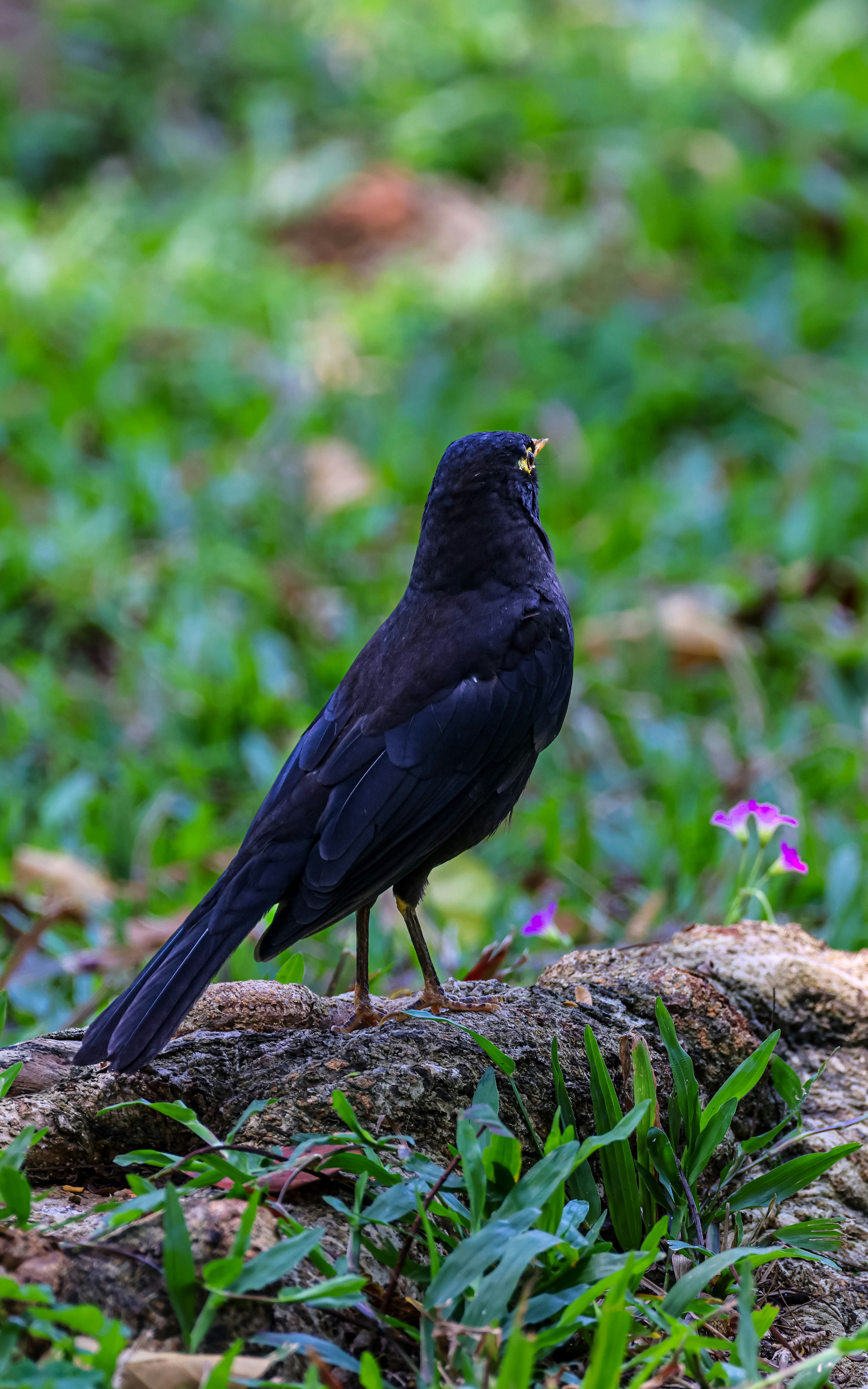 Photo by dickenslin76