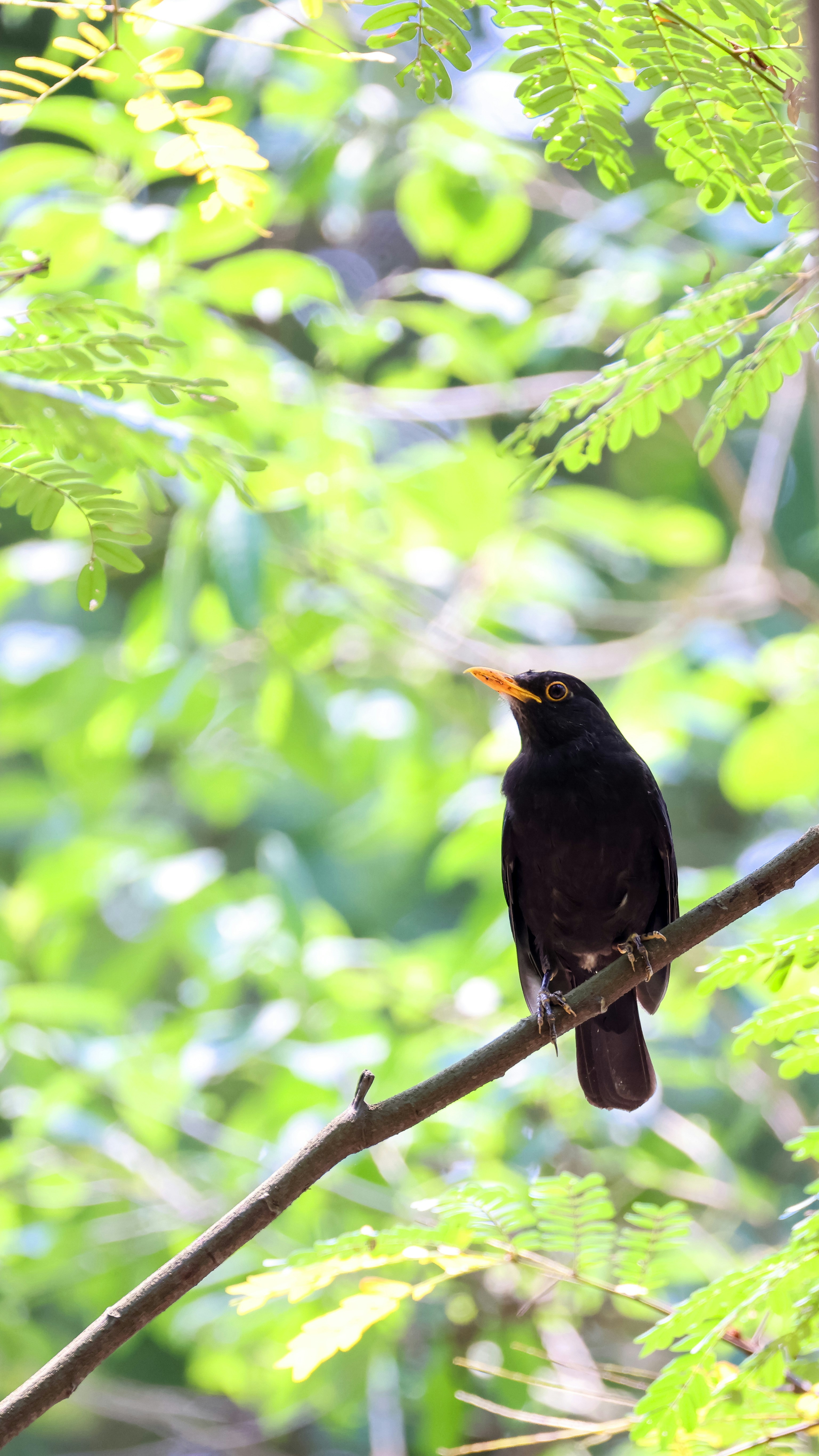 Photo by dickenslin76