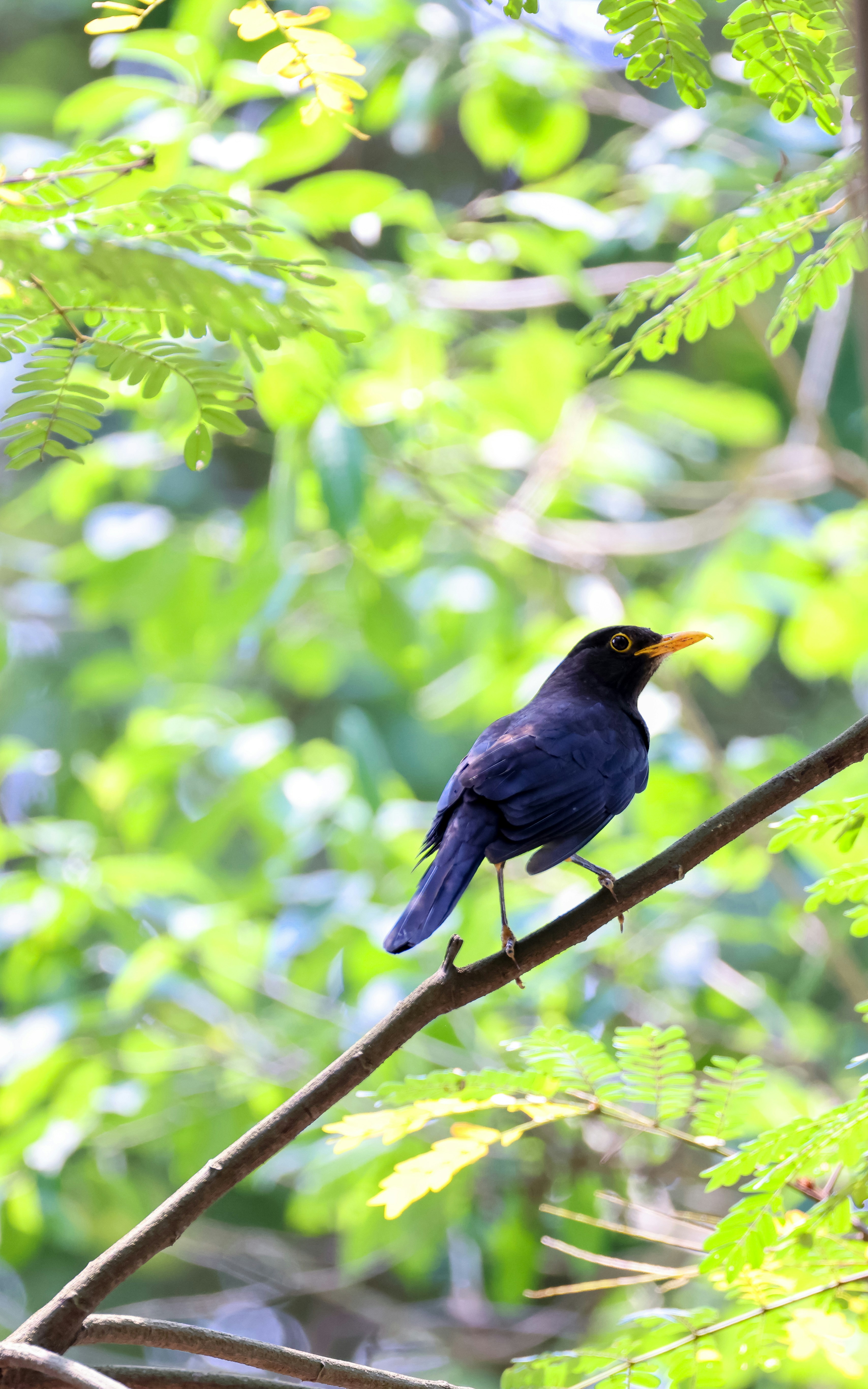 Photo by dickenslin76