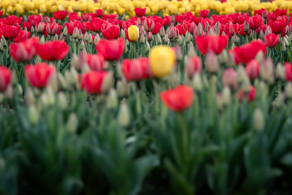 a field full of red, yellow and green flowers