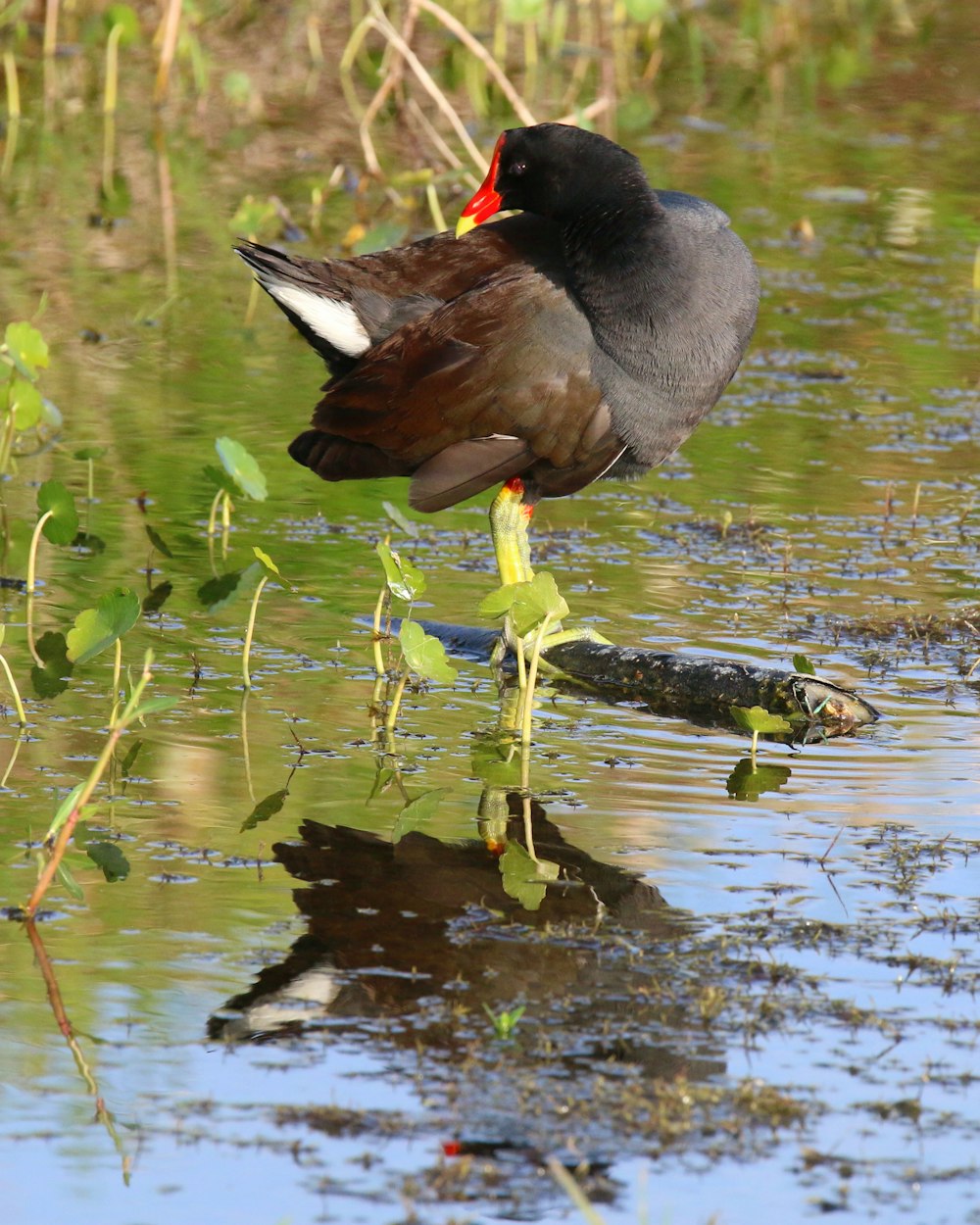 un uccello in piedi su un ramo in uno specchio d'acqua