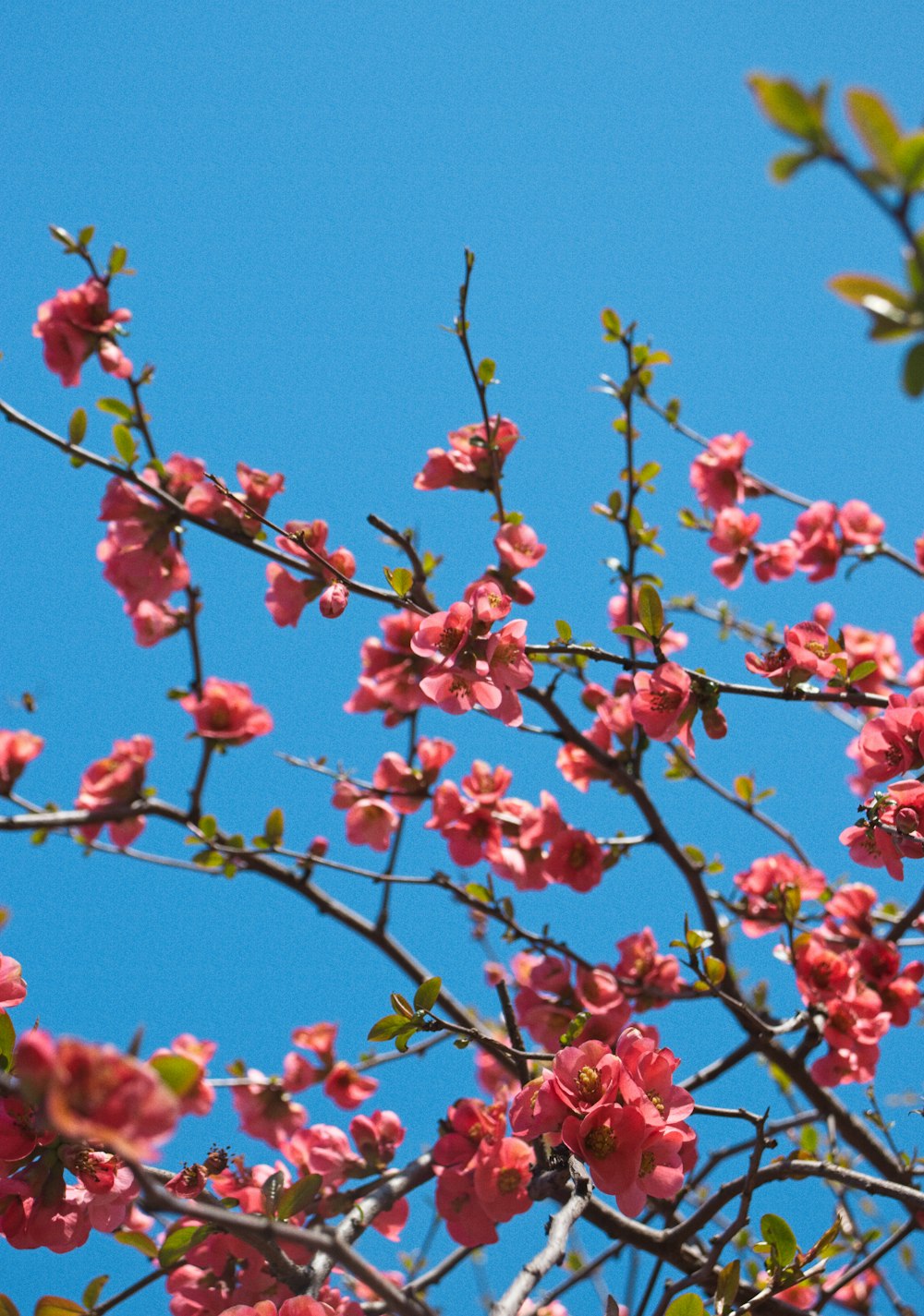 un uccello seduto su un ramo di un albero in fiore