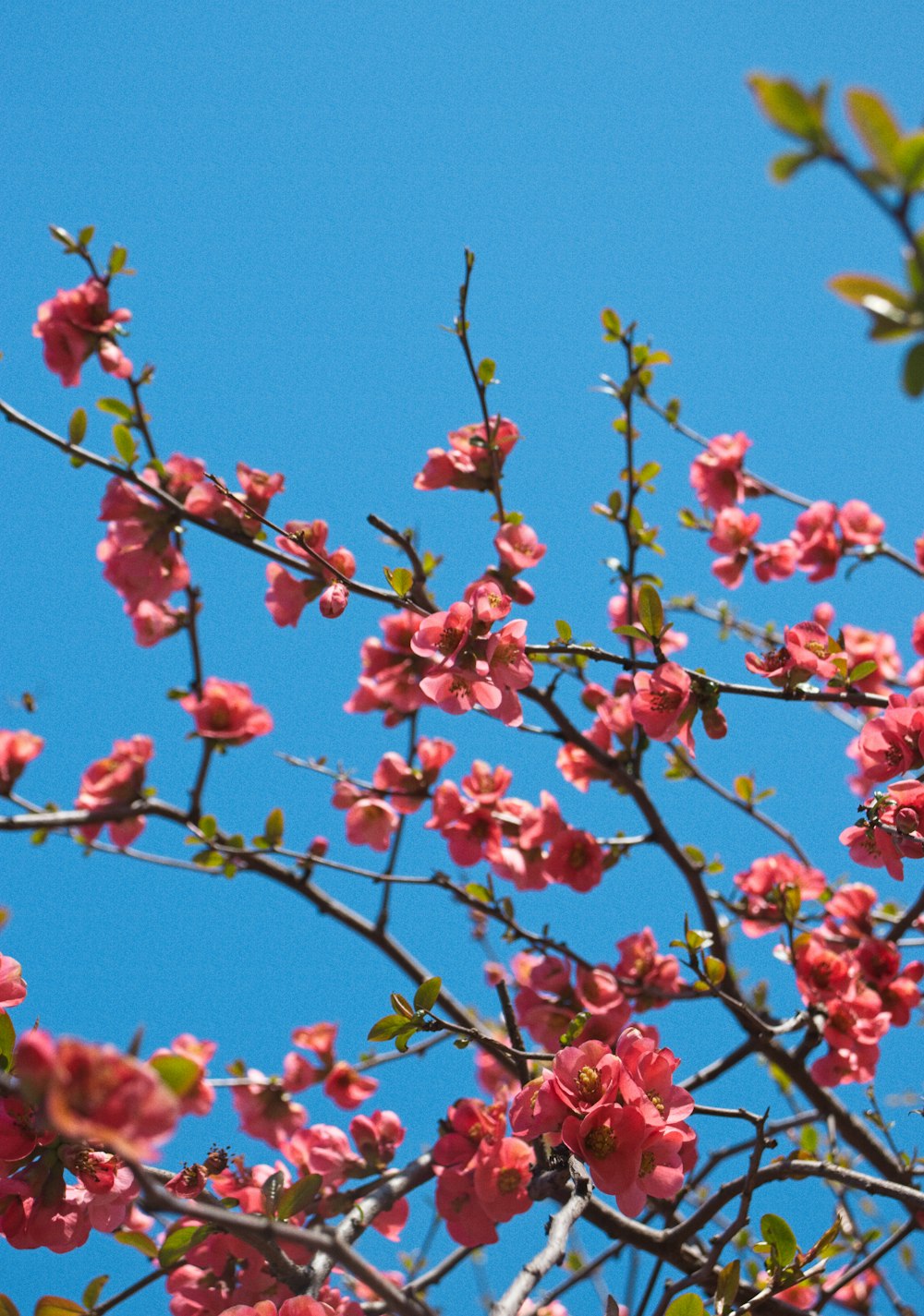 a bird sitting on a branch of a flowering tree