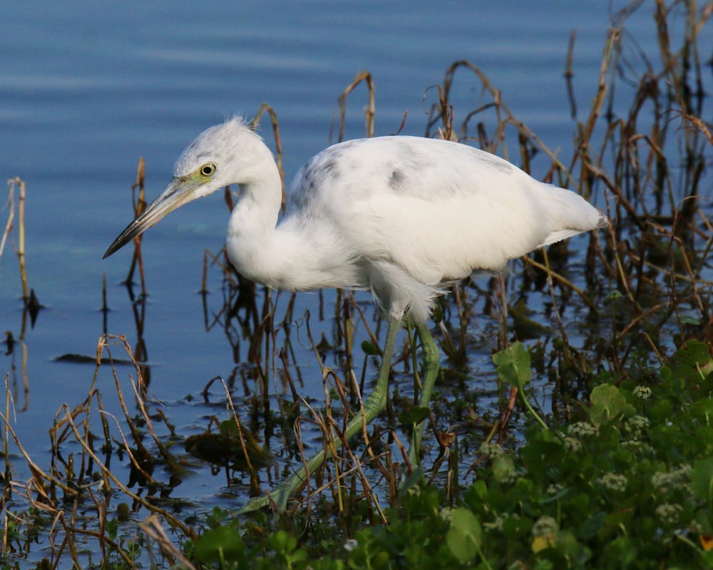 Ein weißer Vogel steht im Wasser